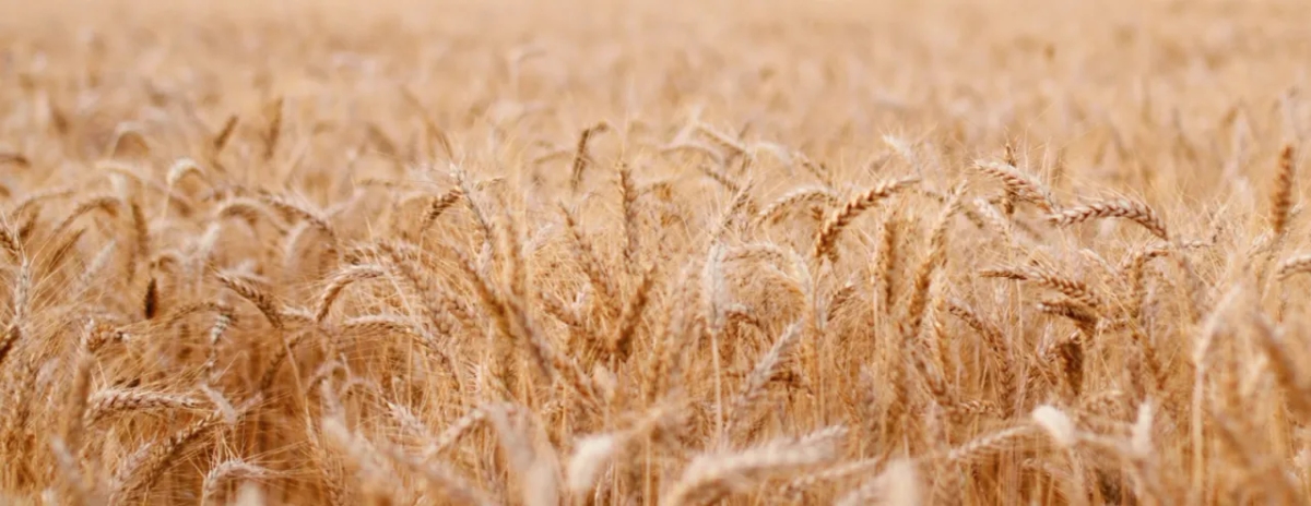 Przypowieść o kąkolu: znaczenie, interpretacja i jak wpływa na nasze życie